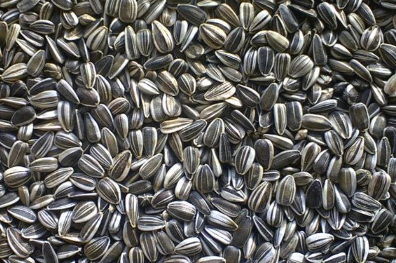 Cum a reacționat o bătrână din Germania când a aflat că românii sparg seminte: „Ce bine…”