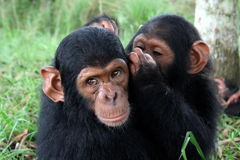 Ipoteza maimuței bete a fost confirmată științific. Cimpanzeii beau cu moderație alcool din fructe fermentate