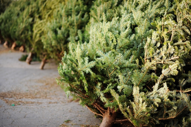 Romsilva scoate la vânzare 16.000 de pomi de Crăciun. Prețurile pentru achiziţia directă de la ocoalele silvice pornesc de la o sumă modică