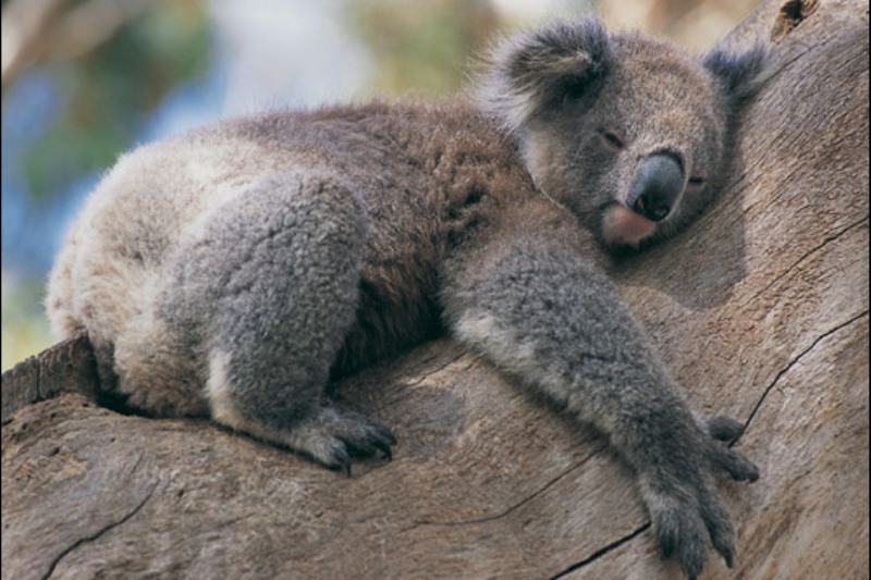 Mai mulți pui de koala au rămas fără mamă, iar acum strâng în brațe jucării de pluș. Fenomenul amintește de cazul lui Punch