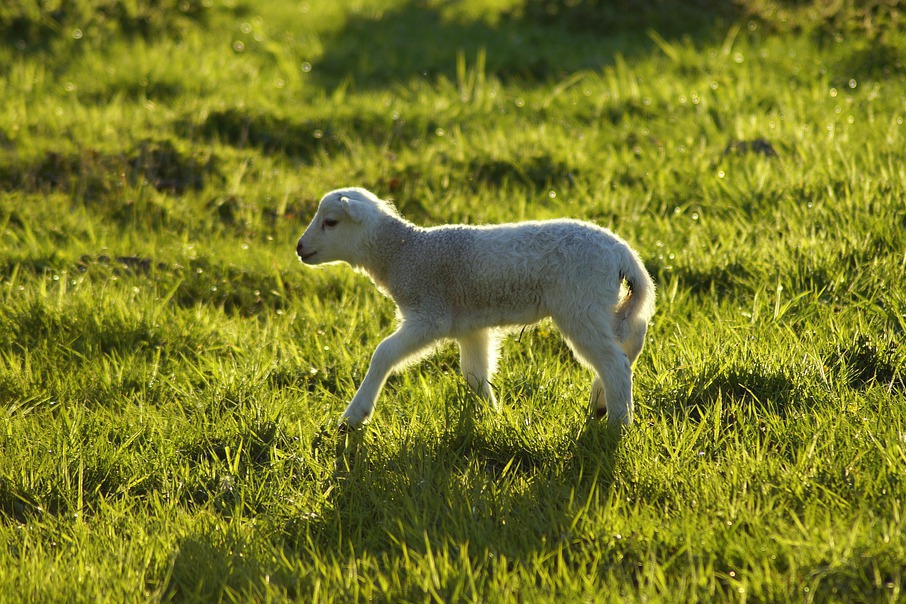 Mielul 2026, doar de gust și tradiție, spun românii. Fermierii estimează o scumpire cu peste 20% a cărnii față de anul trecut din cauza cheltuielilor