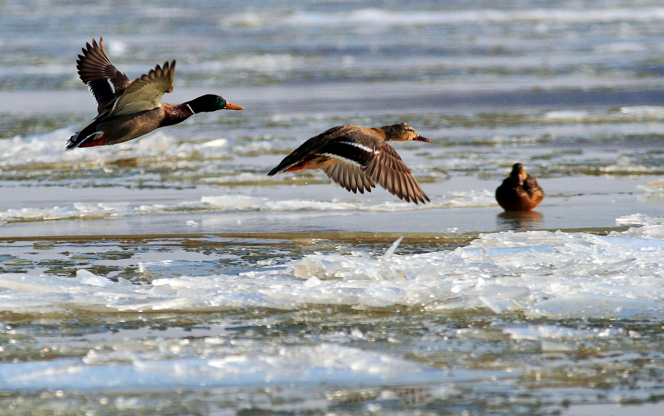 Activitatea banală care protejează cel mai bine creierul de pierderea memoriei. Este o distracție simplă, care necesită un singur lucru