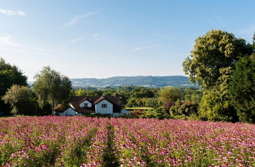 ECHINACEA, planta care întărește imunitatea și înfrumusețează grădina. Cum se prinde la ghiveci