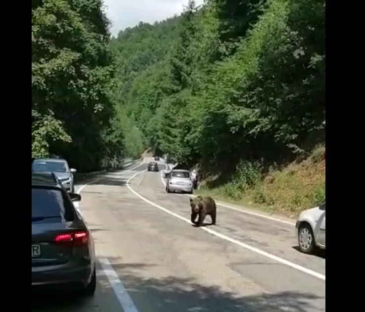 Un motociclist senior sirian blocat în trafic pe Transfăgărășan a fost mușcat de un urs pieton