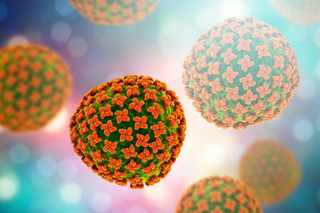 Hantavirusul, subiect de îngrijorare în mediul online. Medicii ieșeni spun că nu este o epidemie și riscul rămâne redus