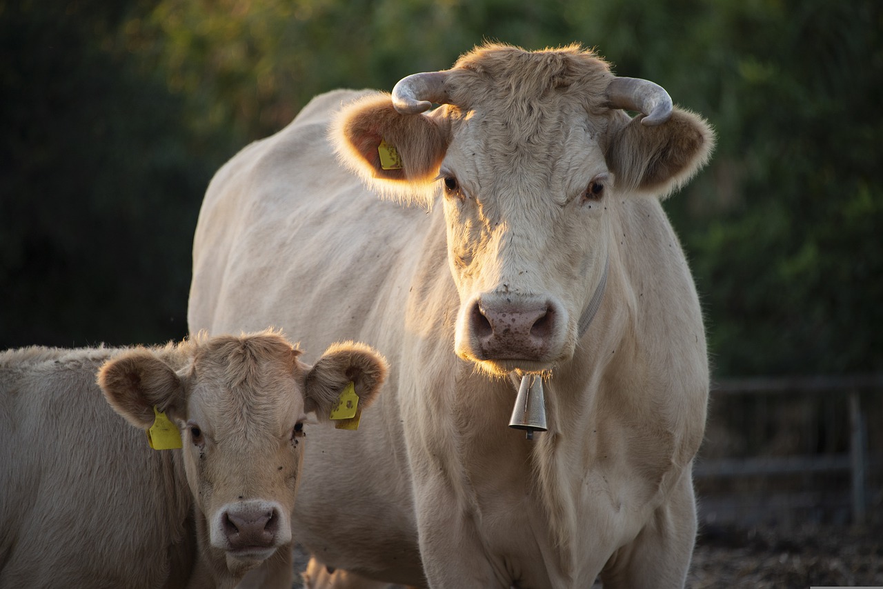 Alertă veterinară în SUA: vitele din Texas, atacate de muște parazit care se hrănesc cu animale cu sânge cald