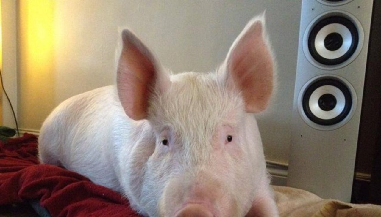 Cât costă un porc Marele Alb acum, în noiembrie 2025. De unde cumpărăm animalul pentru Crăciun: supermarket vs. producător local