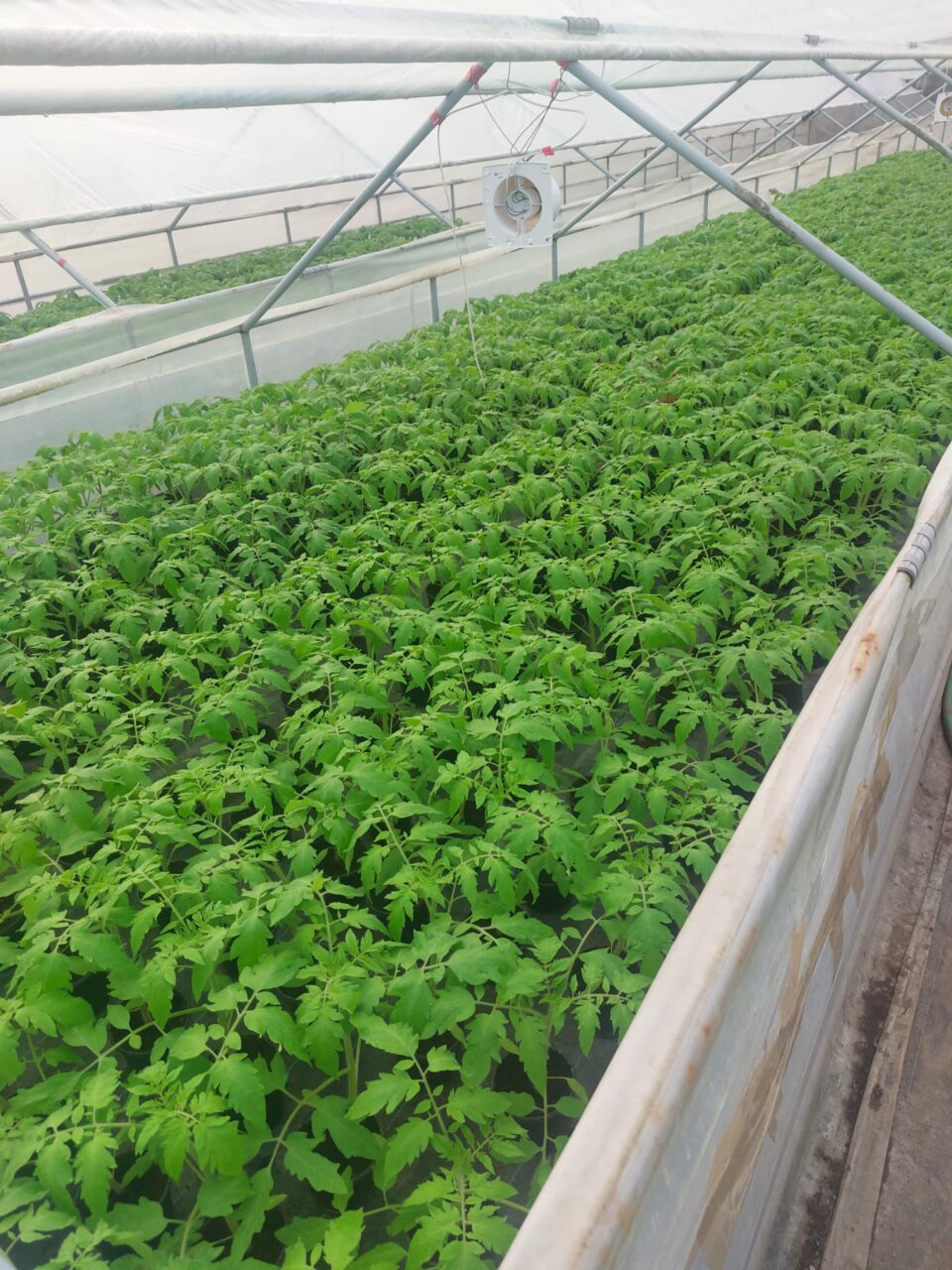 O nouă categorie de producători ar putea fi afectată de taxele Bolojan. Care ar putea fi efectul devastator asupra prețurilor alimentelor