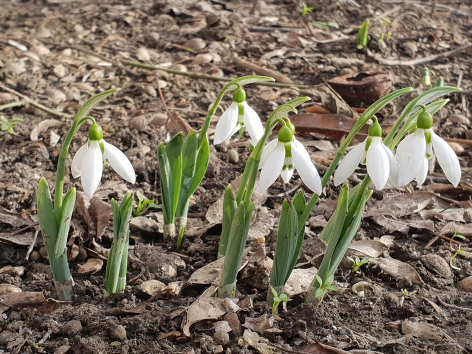 Amenzi de până la 50.000 de euro pentru cei care culeg ghiocei în Germania. Gestul nevinovat poate atrage sancțiuni severe 