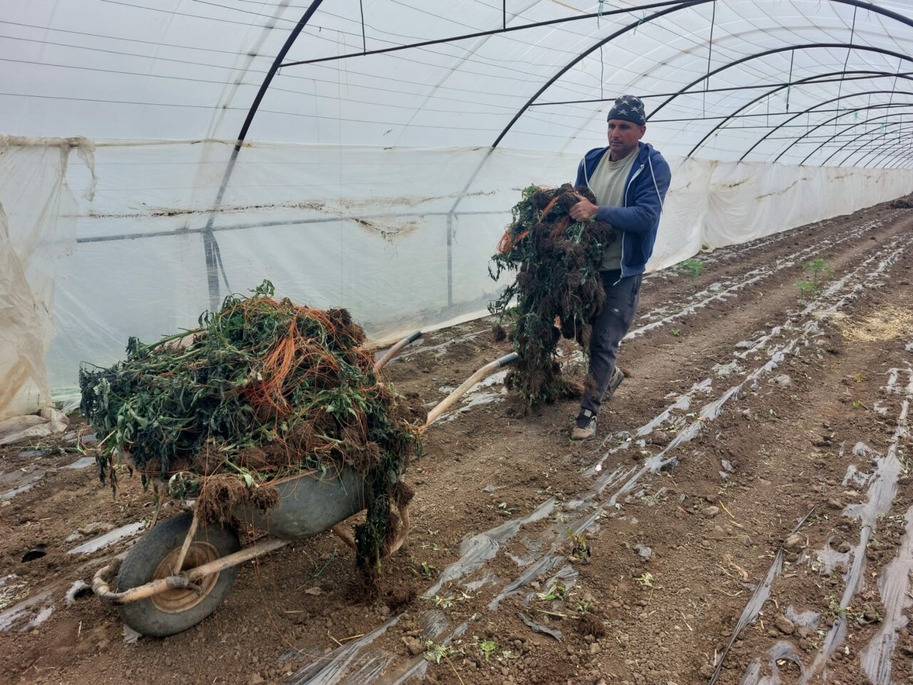 O legumă foarte consumată în România a ajuns să fie importată, pe fondul recoltei slabe din țara noastră. „E mai ieftin, dar au gunoaie!”