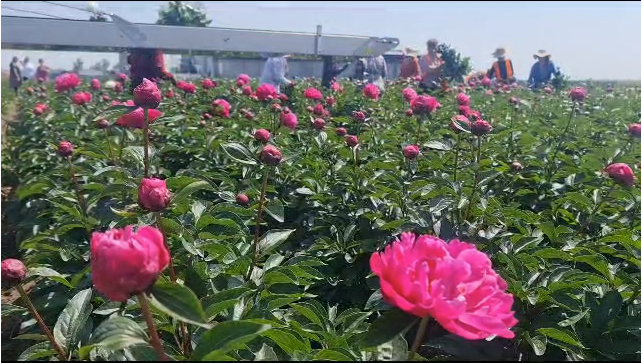 Bujorii, cele mai spectaculoase flori de primăvară. Care sunt micile secrete ale plantării și îngrijirii lor