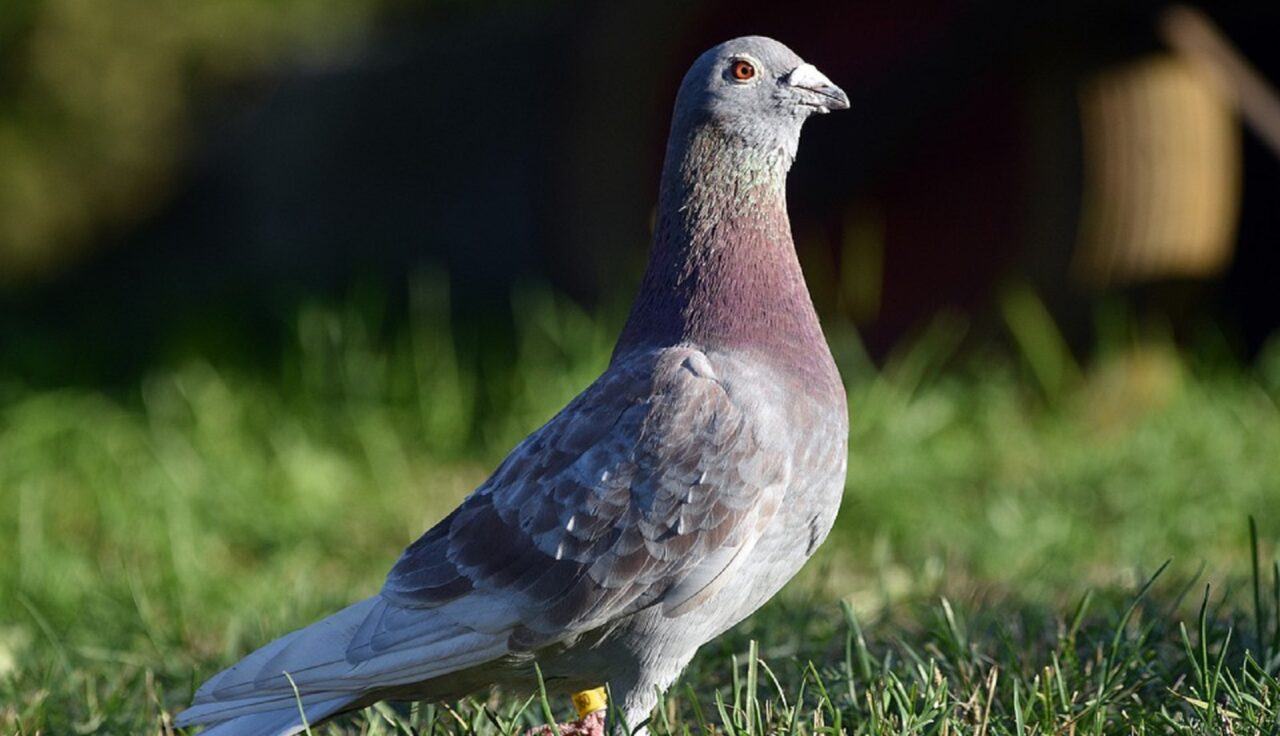 Despăgubiri în valoare de jumătate de milion de euro. Atât trebuie să plătească niște români care au furat 170 de porumbei din Belgia