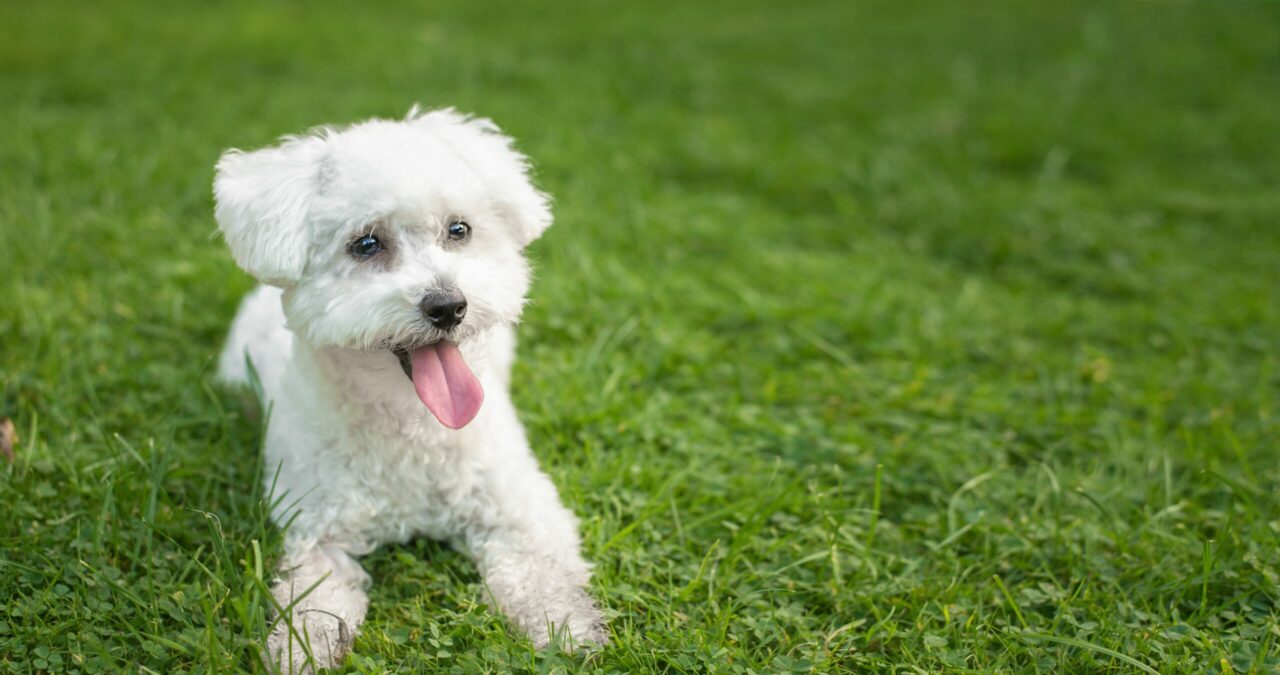 Un botoșănean care își plimba câinele în jurul blocului a fost sancționat cu amendă maximă de polițiștii locali. Care a fost MOTIVUL