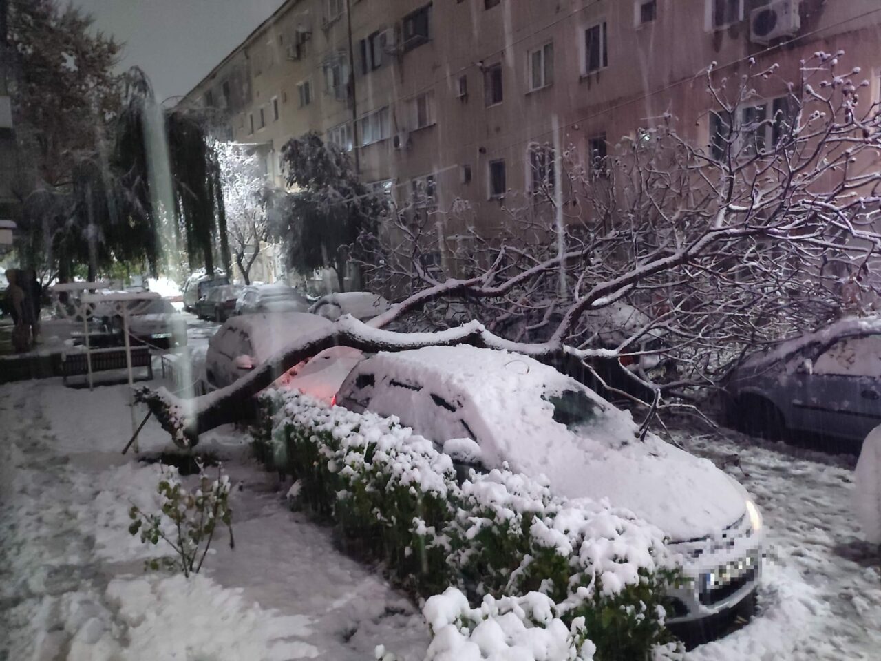 Un creator de conținut meteo vorbește de „explodarea” copacilor la temperaturi foarte scăzute