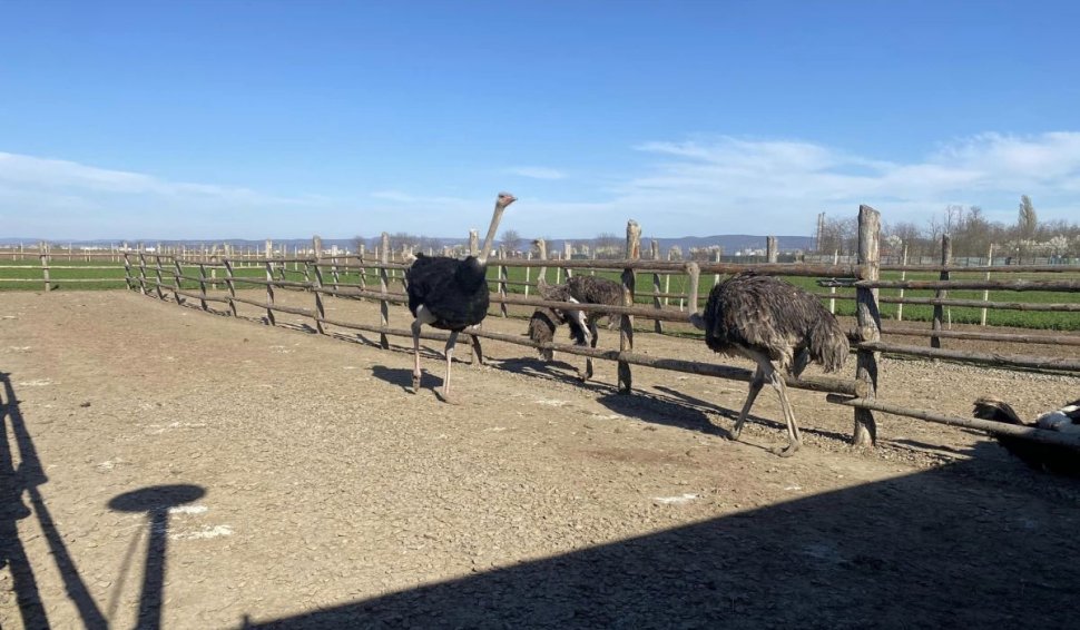 Intrusul exotic de Sărbători. Cu ce preferă unii români să înlocuiască porcul de pe masa de Crăciun