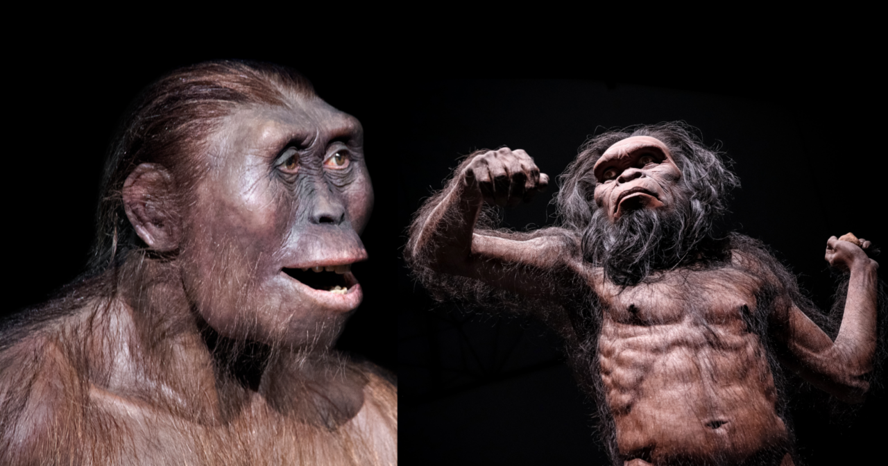Fosile VECHI de 2,65 milioane de ani din Etiopia provin de la două specii necunoscute de australopiteci și hominizi, au stabilit cercetătorii