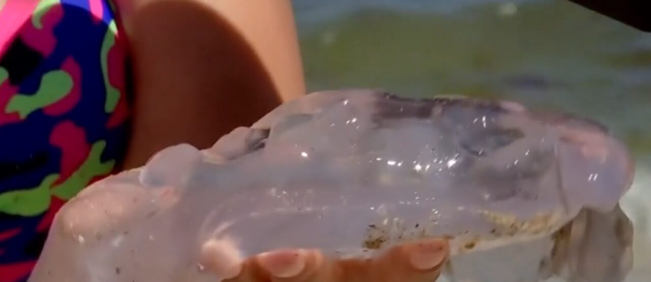 Invazie de meduze albastre pe litoralul românesc. Plajele sunt acoperite de la Sulina până la Vama Veche