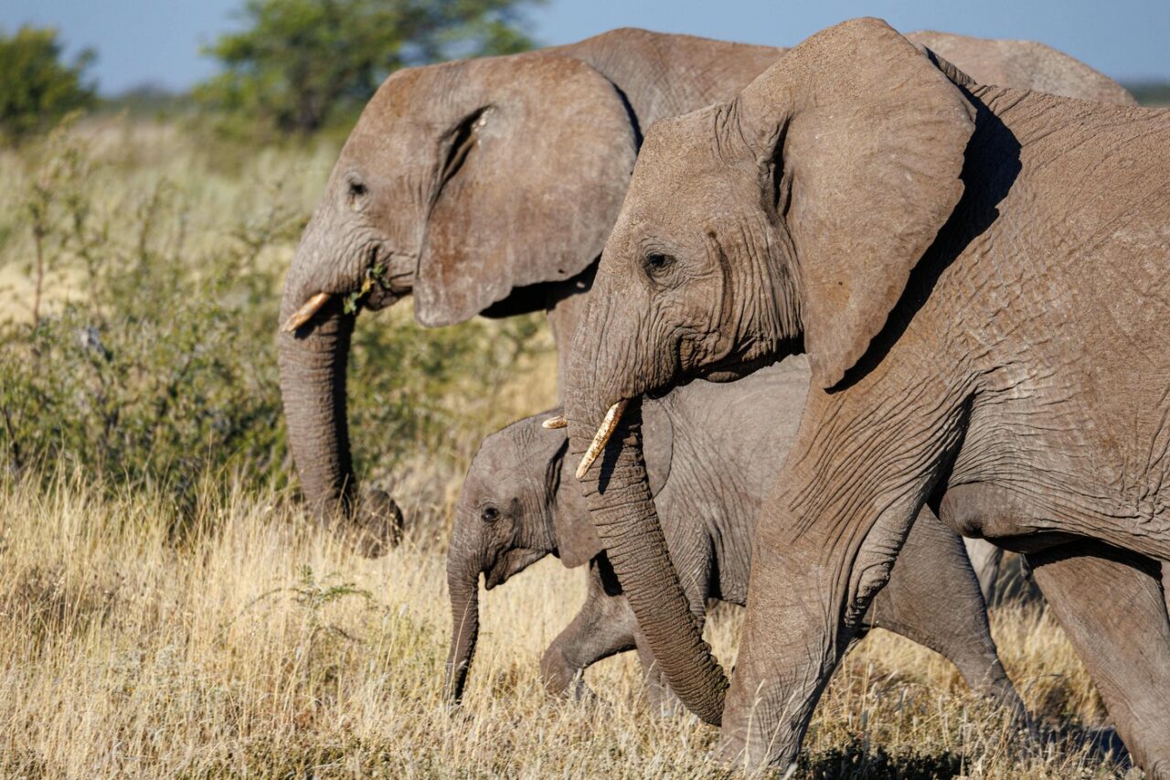 Cea mai nouă vedetă de la grădina zoologică din Washington. Vizitatorii, dați pe spate de un pui rar de elefant