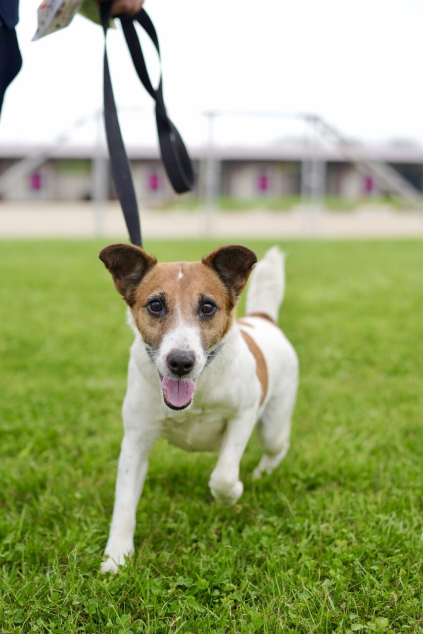 Judecătorii din Cluj-Napoca au avut parte de un caz inedit: un bărbat a cerut custoria câinelui pe care l-a dat spre adopție în urmă cu mai mulți ani