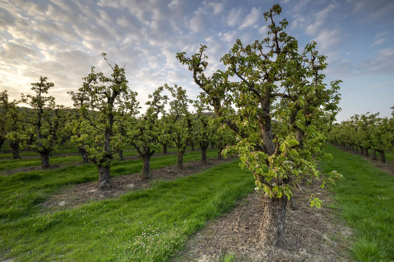 Copacii care sunt „interziși” în curte. Ce pagube le pot produce vecinilor