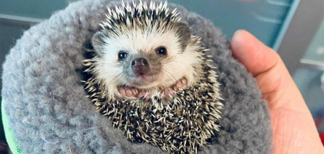 Ce a pățit o femeie din Buzău care a mângâiat un arici, crezând că este pisică. A ajuns la spital