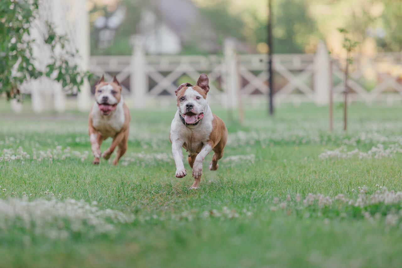 Ce nu au voie să facă proprietarii care stau la bloc posesori de căței și pisici. RISCĂ să fie sancționați