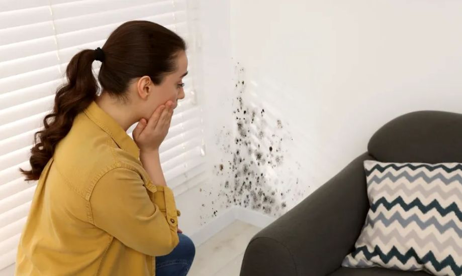 Ciuperca care ne amenință casa și sănătatea iarna. Cum ne putem apăra eficient de mucegai