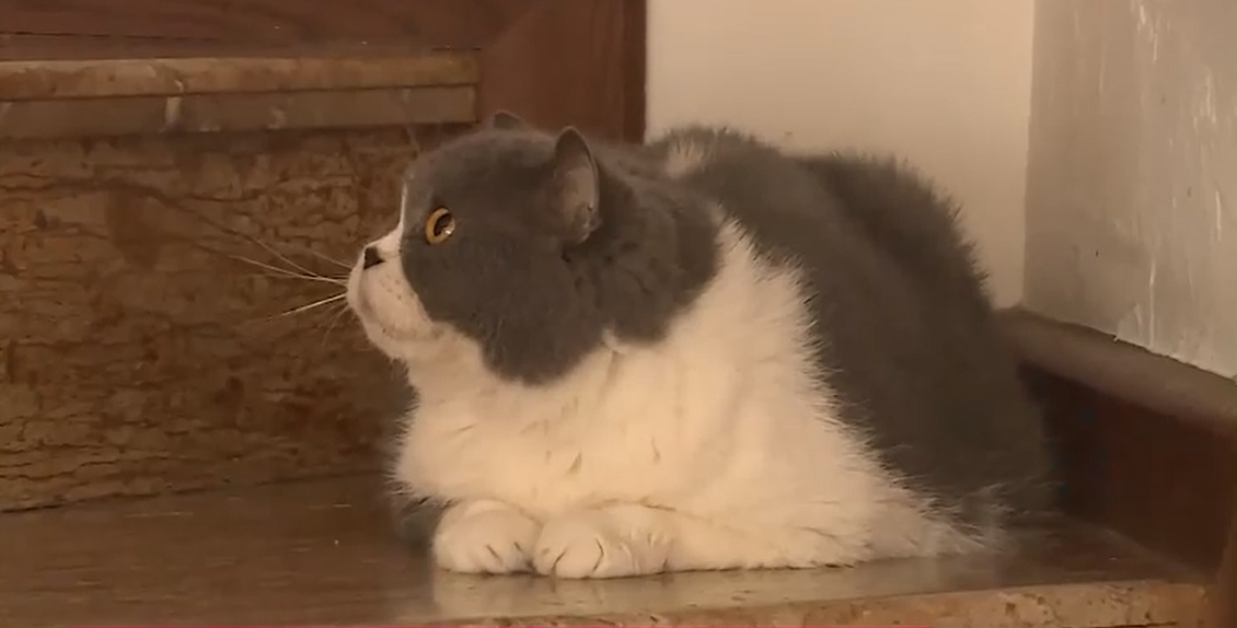 Motanul pierdut în urmă cu 11 ani a revenit acasă înainte de Crăciun. Povestea lui Felix