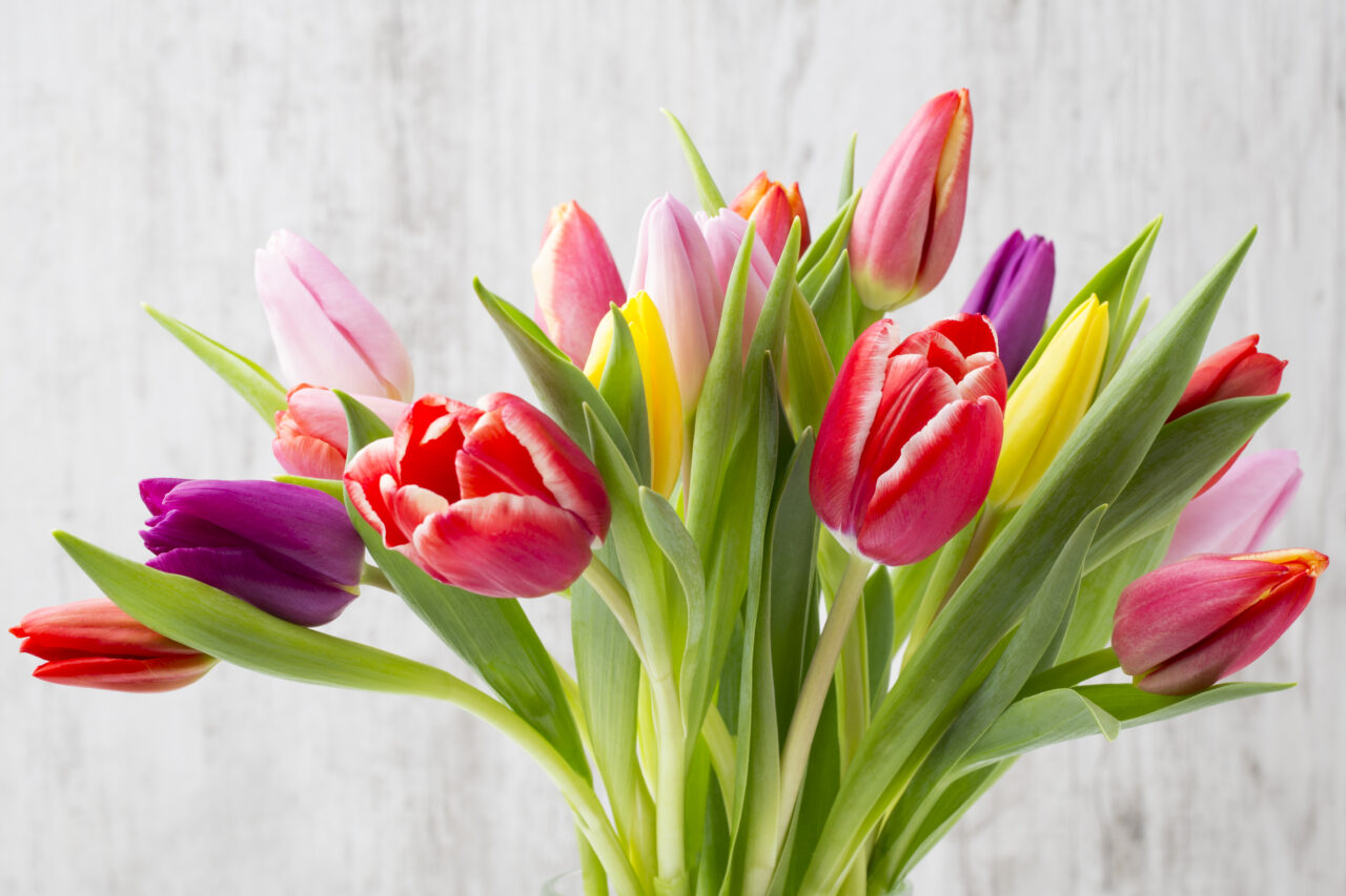 Cum se pregătesc bulbii pentru plantarea de primăvară