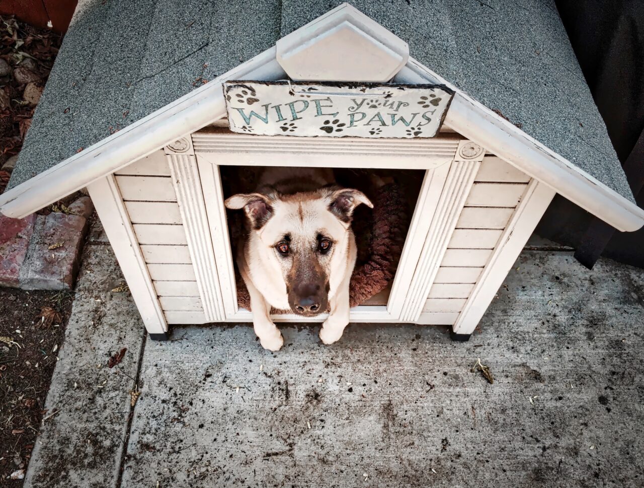 Proprietarii de câini ar putea plăti o taxă. Ce urmăresc autoritățile prin această măsură, care a stârnit deja controverse