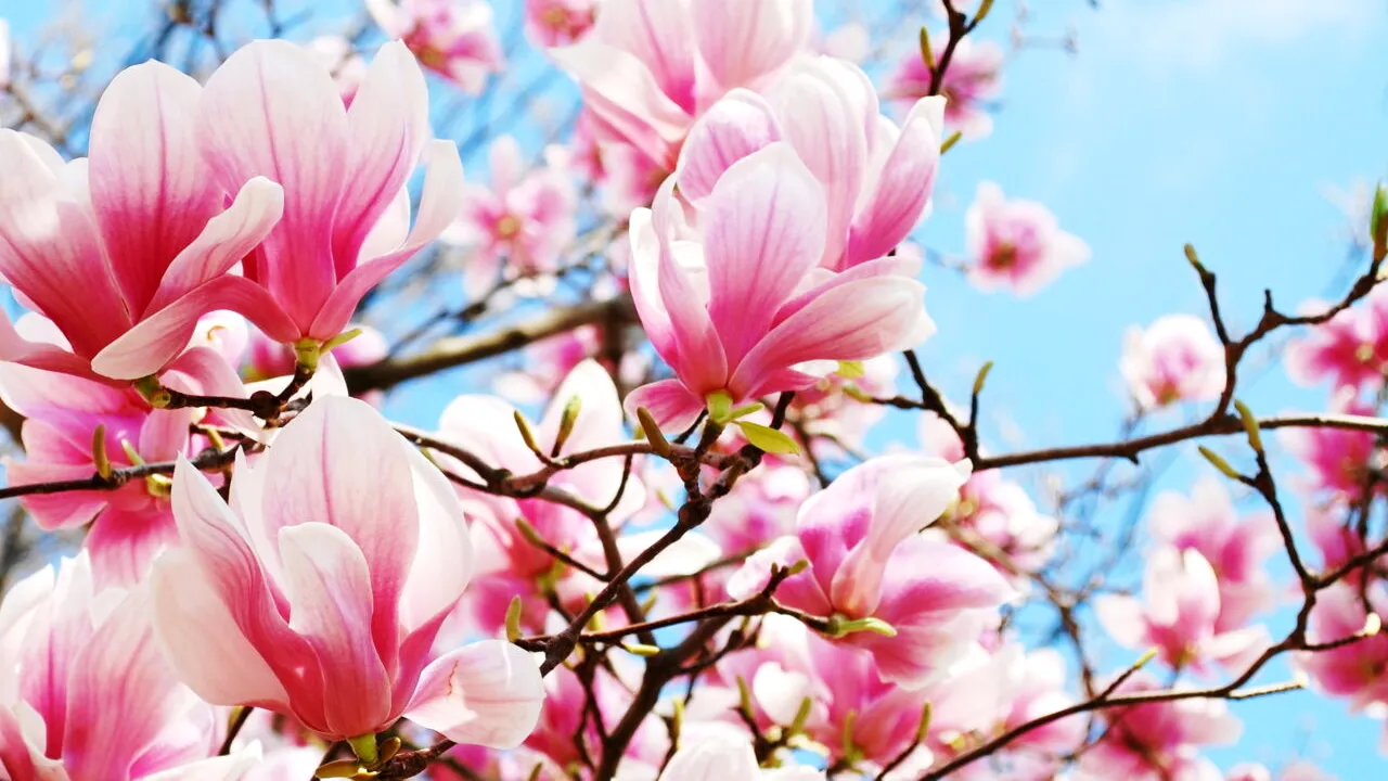 Cât costă magnoliile acum, în 2026. În această primăvară, unele sortimente pot costa și cât un smartphone nou