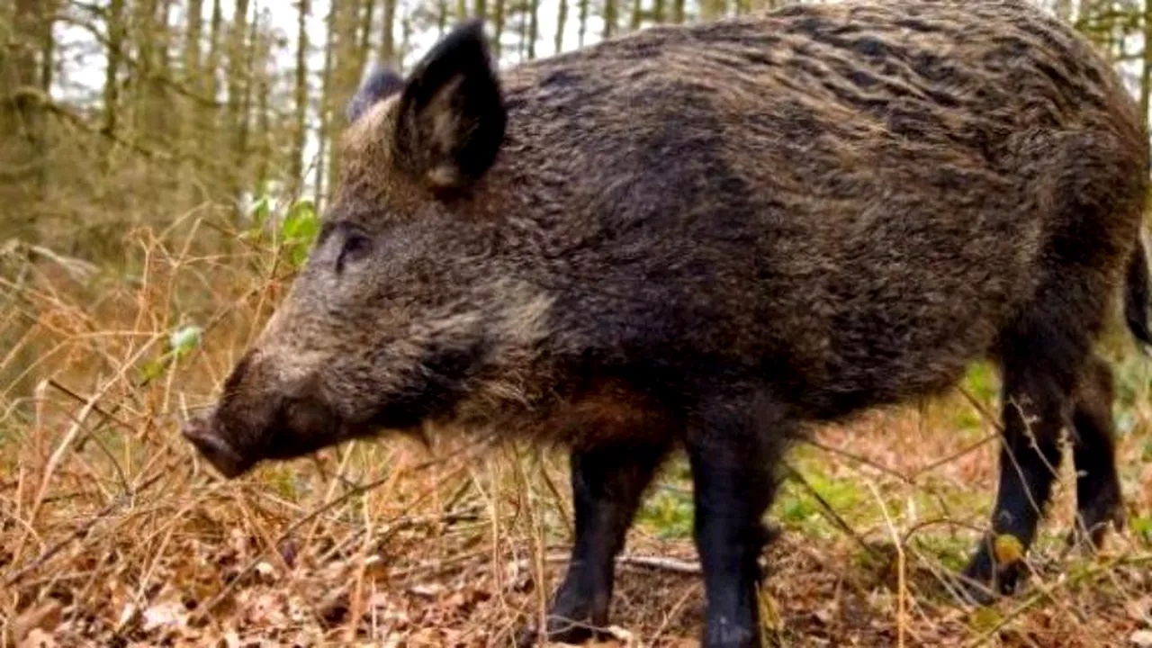 Focar de pestă porcină în județul Brașov. Mistreții din mai multe păduri vor fi vânați
