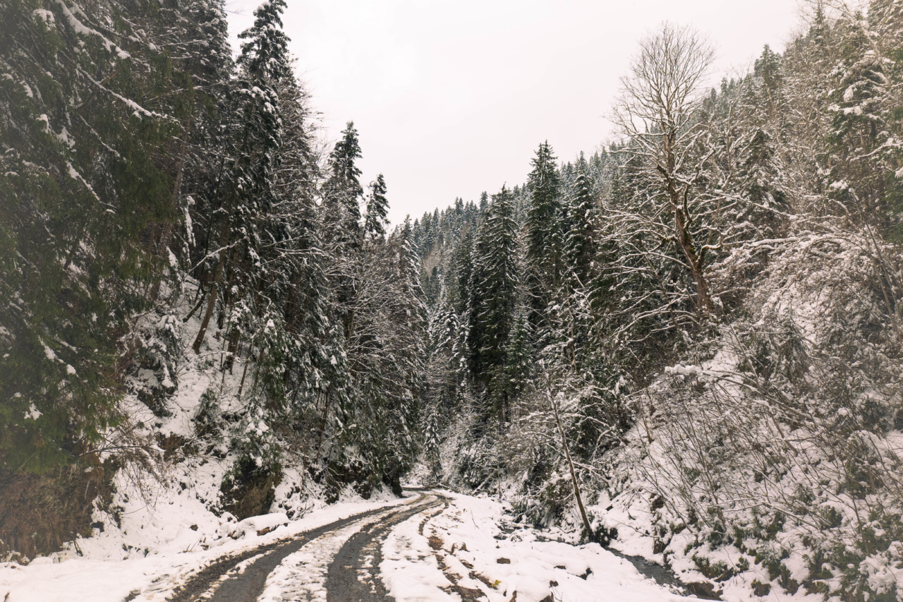 Angajații Romsilva, lăsați și fără BONUSURI de lux și fără lemne de foc. Cum s-a modificat contractul colectiv de muncă și când va intra în vigoare