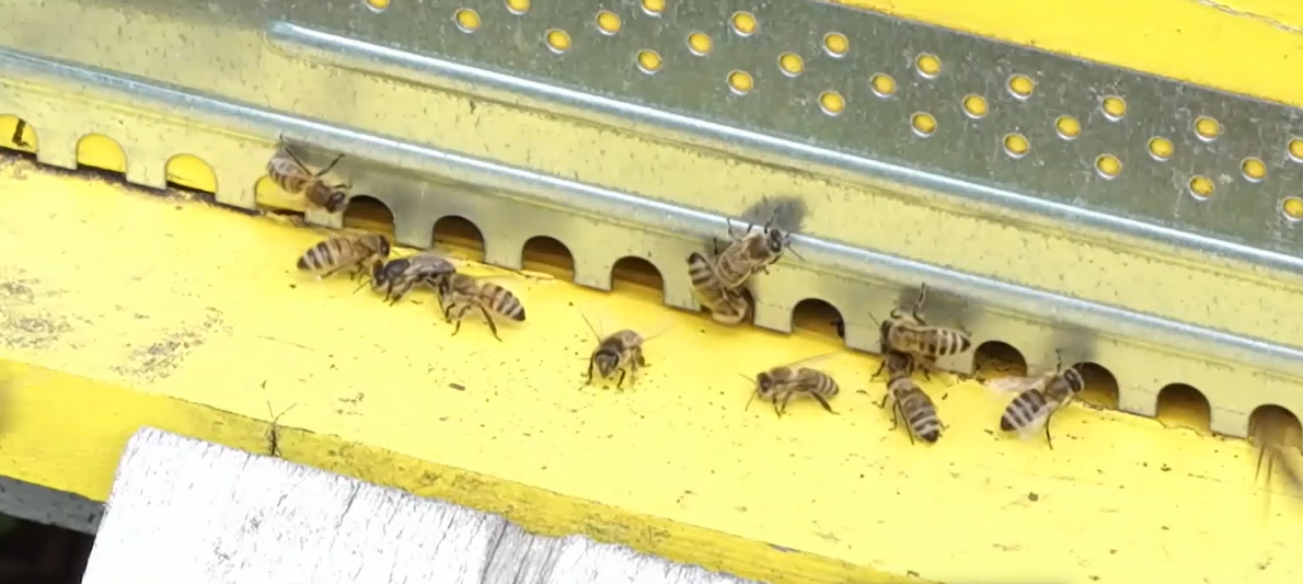 Cum este obținută și ce conține MIEREA ALBASTRĂ. „Blue Honey”, care a cucerit piața internațională, are multiple beneficii pentru sănătate