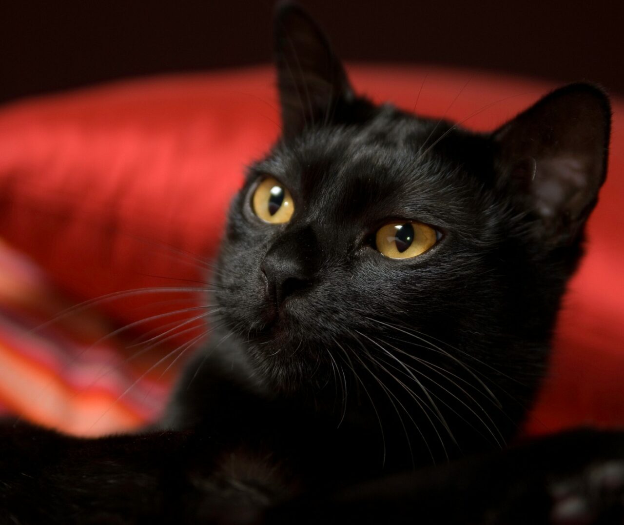 Vineri 13, pisica neagră. Ce spun psihologii și numerologii despre superstițiile populare. Câți români iau în serios cifra fatidică