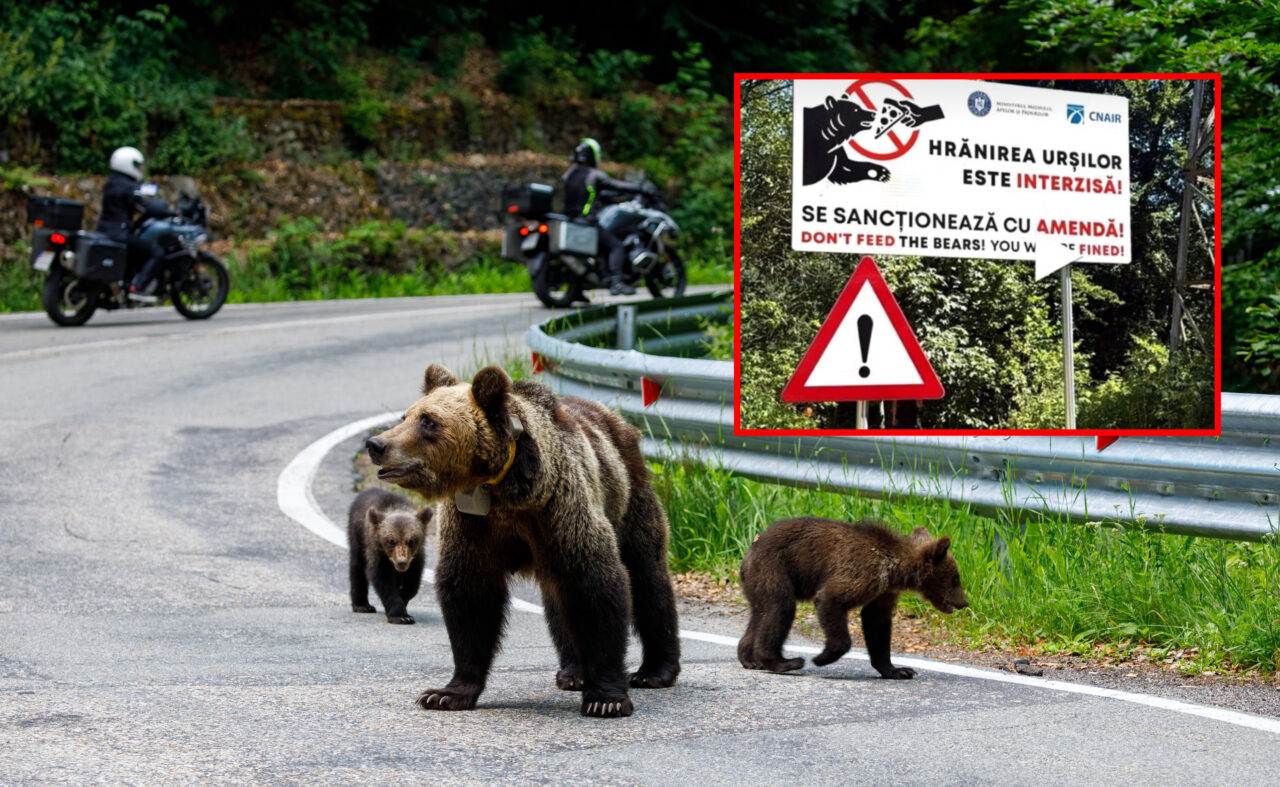 Alertă de urs, la școală. Autoritățile au emis un mesaj prin care cer oamenilor „să evite zona, să rămână în locuințe”