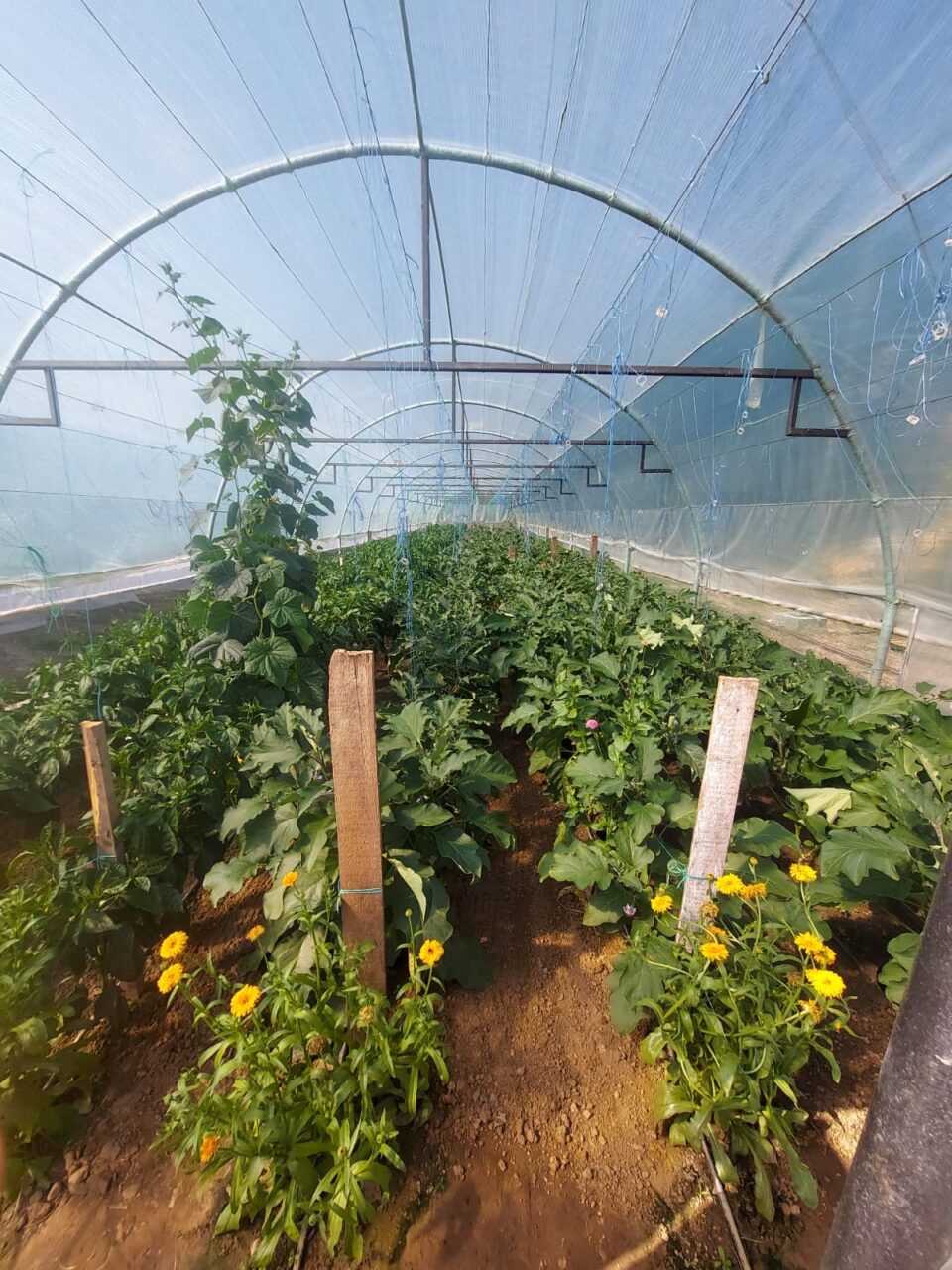 Au apărut primele verdețuri românești la tarabe. Cât costă cumpărăturile la piață