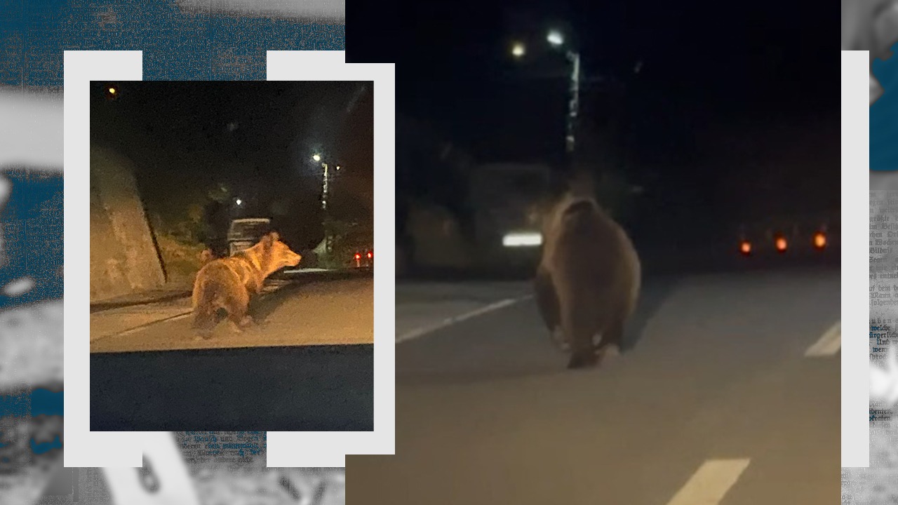 Jandarmii vâlceni, în alertă. URȘII au invadat localitățile din județ