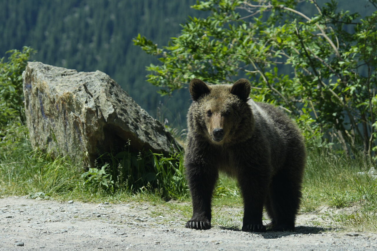 Urșii de pe Transfăgărășan, omorâți cu INSECTICIDE interzise în UE: „În absența statului, oamenii își rezolvă singuri problemele”