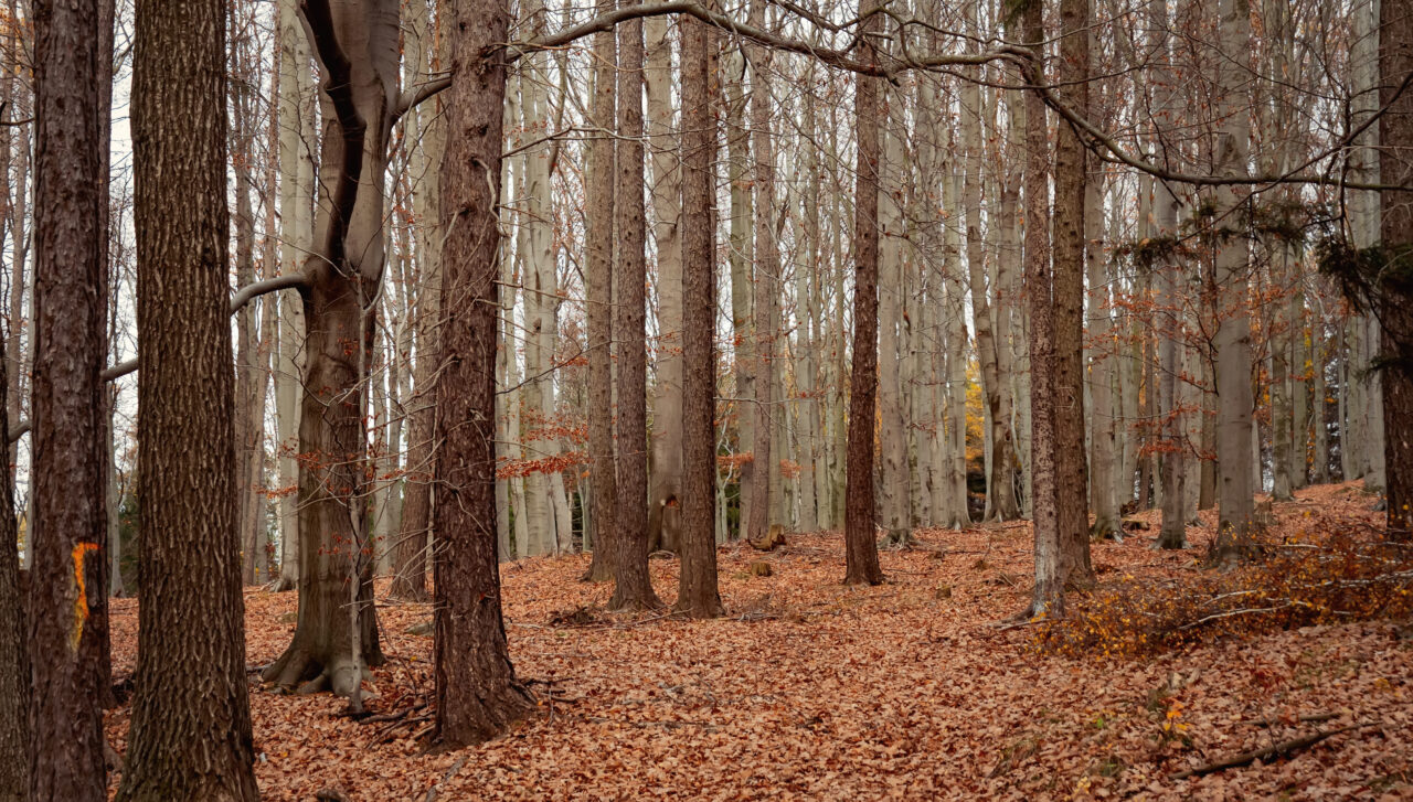 România numără copacii din Republica Moldova. Sprijin de 1,7 mil. euro pentru inventarierea fondului forestier moldovean