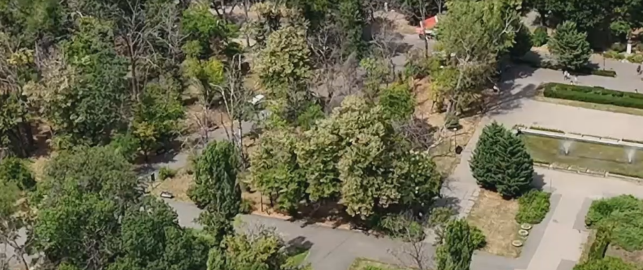 În parcurile Capitalei există 1.600 de arbori PERICULOȘI, care stau să cadă peste trecători. Oamenii evită deja zonele cu probleme