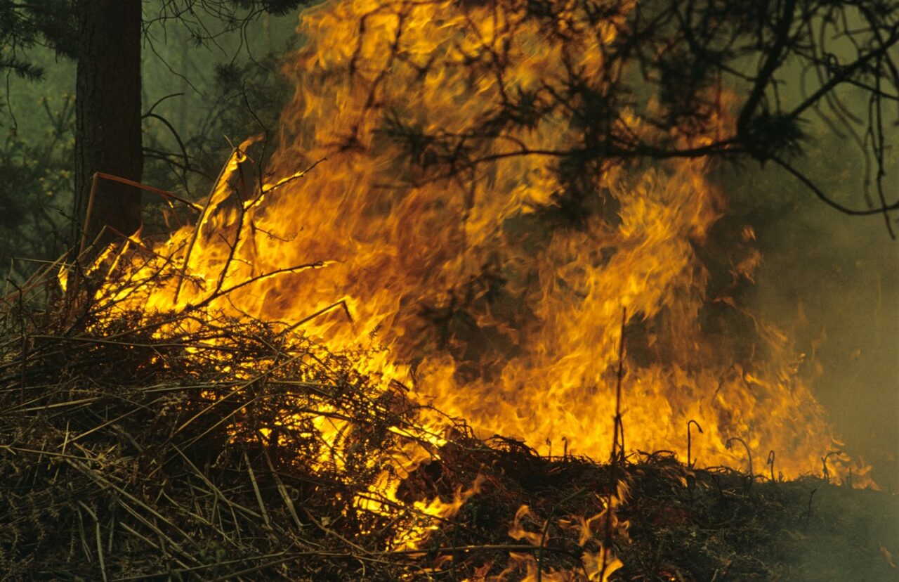 INCENDIU uriaș la marginea Capitalei! Zeci de hectare de vegetație ard necontrolat!