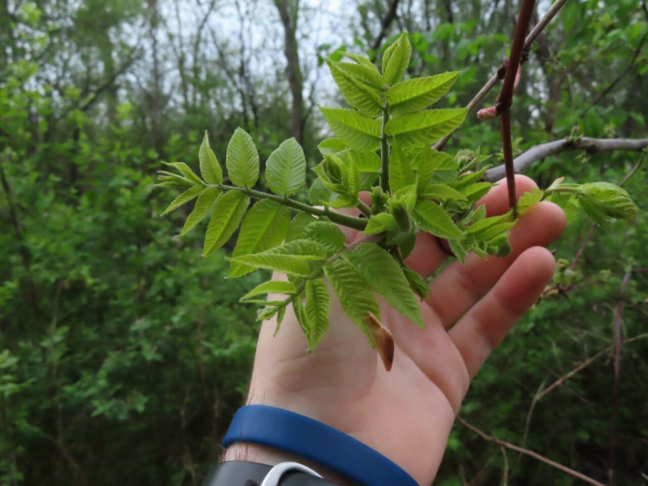 COPACUL „toxic” de evitat în grădină. Poate contamina grav plantele din curte și afectează structura caselor din apropiere