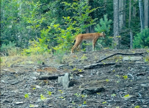 RÂS surprins de camerele de monitorizare montate în Parcul Naţional Semenic – Cheile Caraşului. Imaginile au fost distribuite de Romsilva