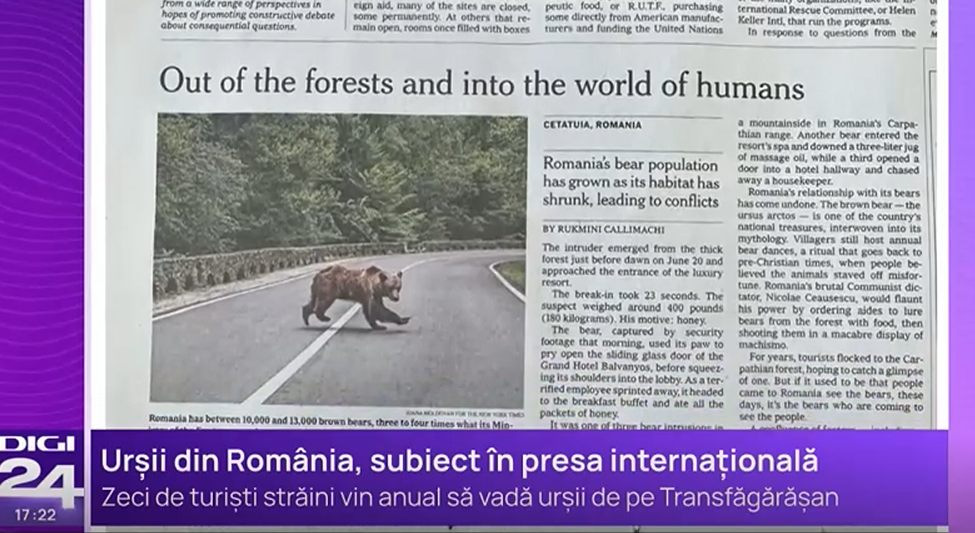 Problema urșilor din România, subiect de analiză în presa internațională. Ce au scris jurnaliștii de la The New York Times