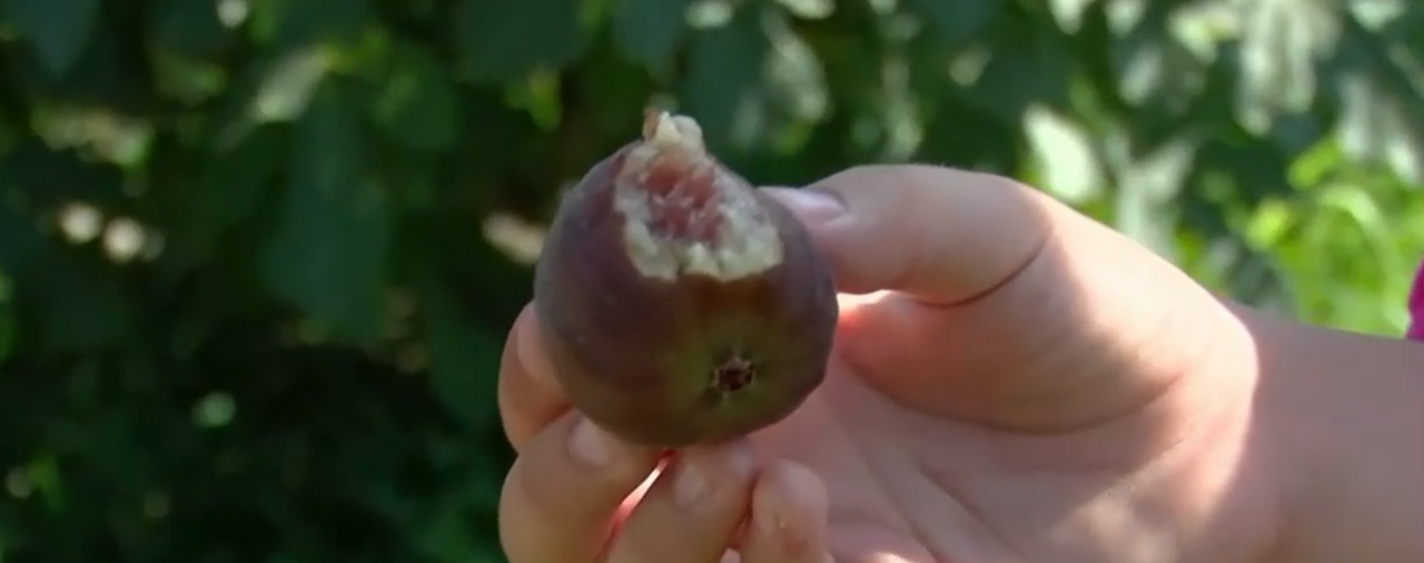 Smochinele din Buzău s-au COPT și sunt bune de consumat. Vizitatorii sunt invitați să guste fructele proaspete, culese direct din pomi