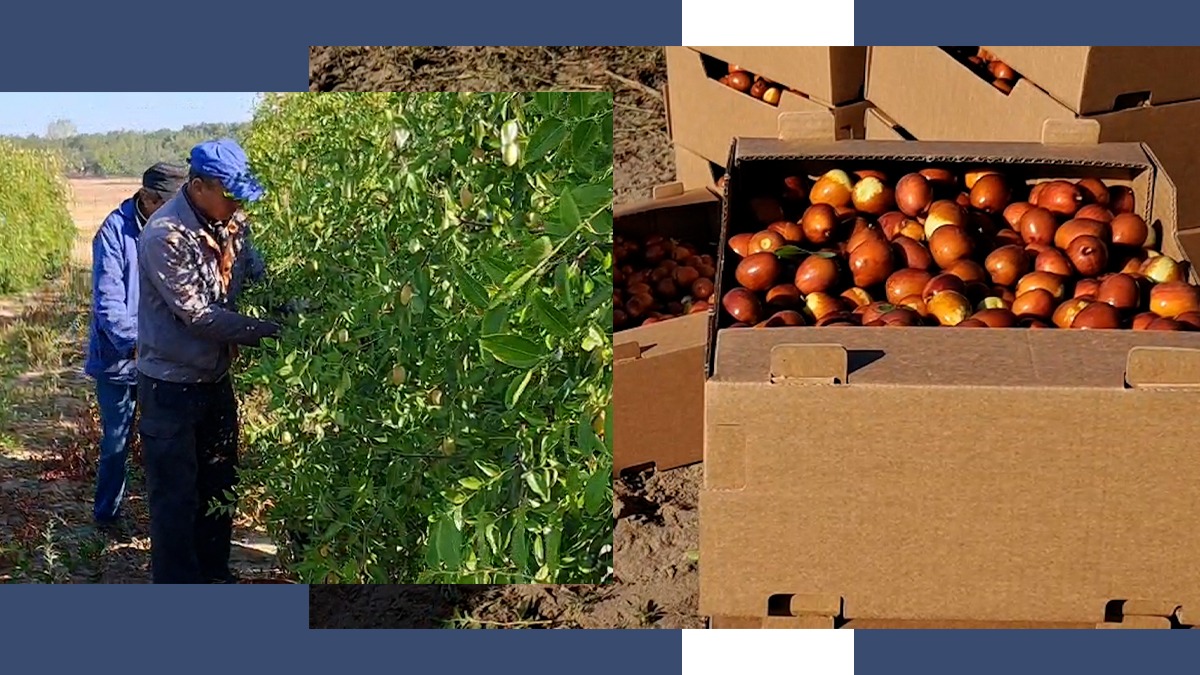 Ziua Recoltei, tradițional-oltenească. A început culesul CURMALELOR de Dăbuleni. Un an bun și pentru kaki, kiwi, fistic sau banana nordului