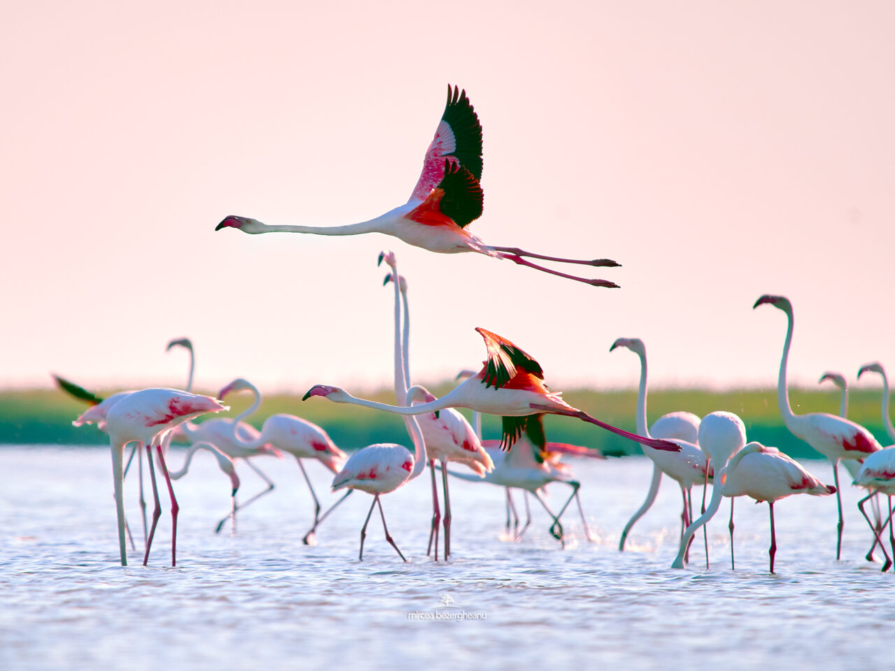 Imagini de COLECȚIE în Delta Dunării! Peisajul de poveste în care au poposit sute de păsări FLAMINGO / Ce ne sfătuiesc specialiștii