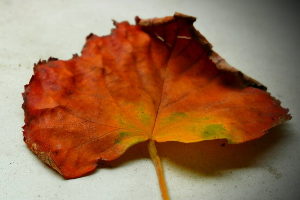 Patru zodii BINECUVÂNTATE până pe 28 septembrie 2025. Perioadă plină de belșug și împliniri