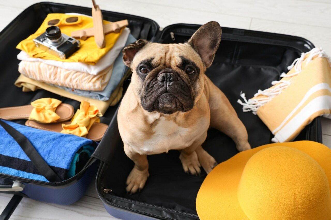 Vacanțe fără stres pentru iubitorii de animale. Un mare aeroport din Europa inaugurează primul HOTEL de lux pentru câini. Cât cost o noapte de cazare